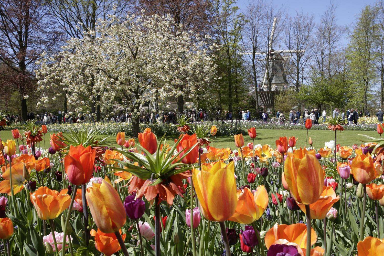 Keukenhof por la tarde desde Ámsterdam - Imagen 4