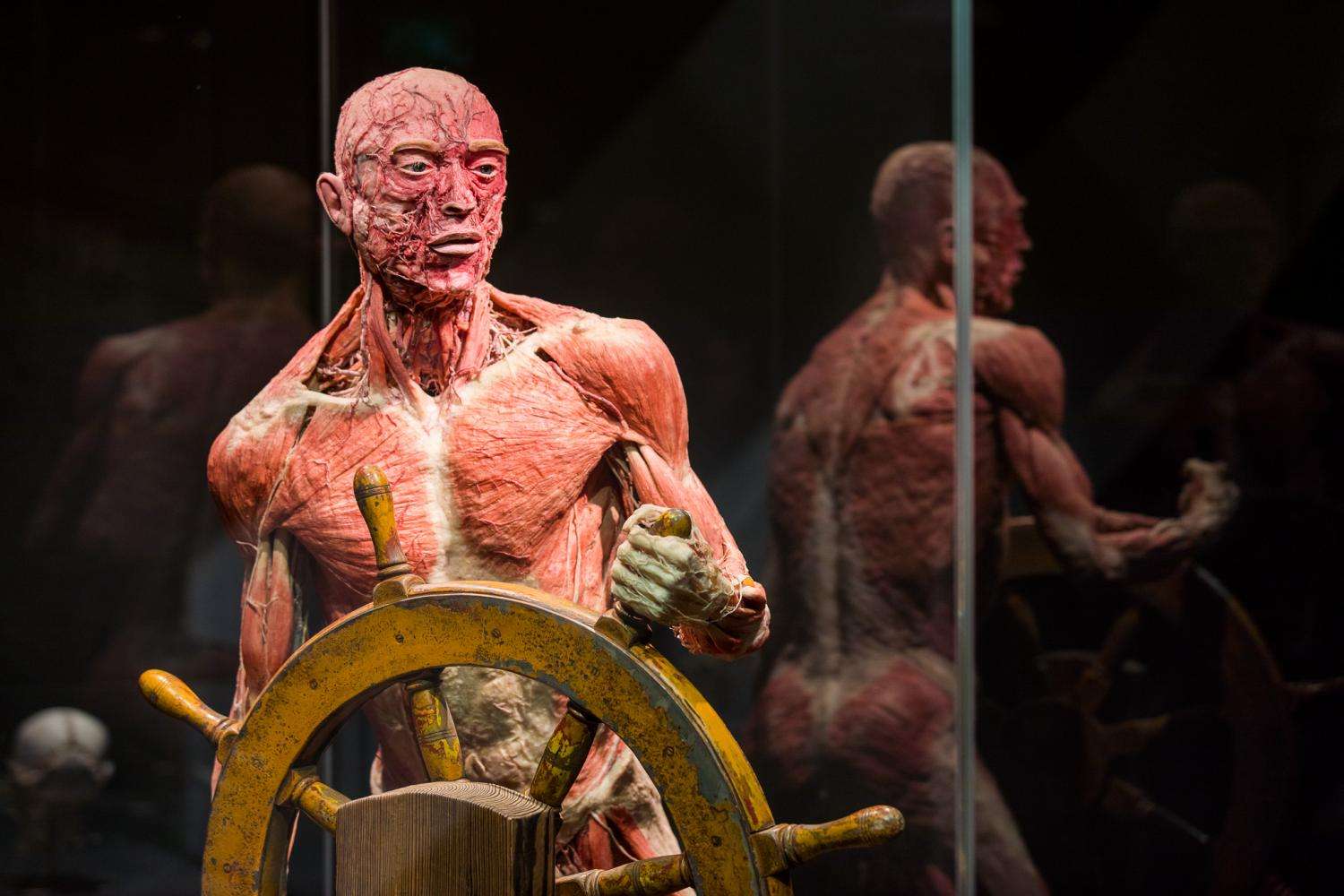 Body Worlds y crucero por el canal - Imagen 2