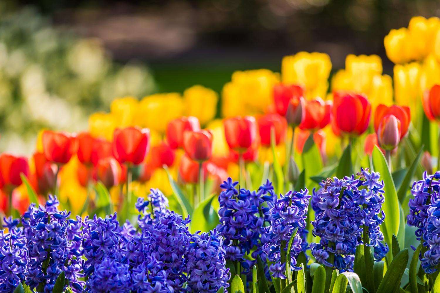 Super Combo: Keukenhof, molinos y campo - Imagen 4