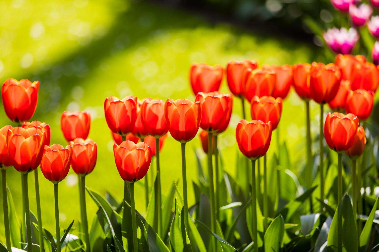 Keukenhof: entrada y traslado directo - Imagen 2