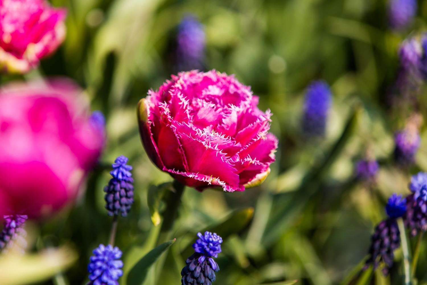 Keukenhof: entrada y traslado directo - Imagen 4