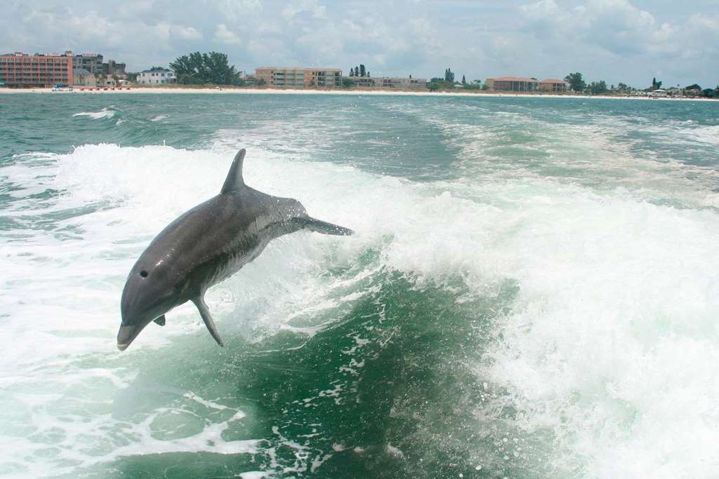 Encuentro con Delfines y Playa de Clearwater - Imagen 3