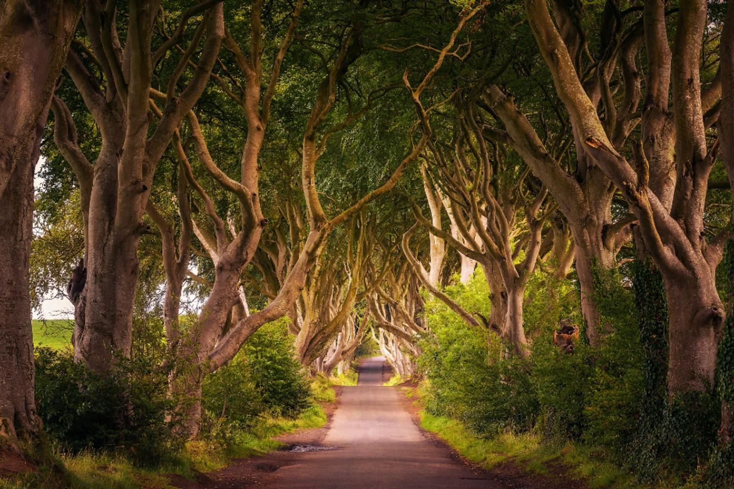 Dark Hedges, Giants Causeway y Belfast - Imagen 2