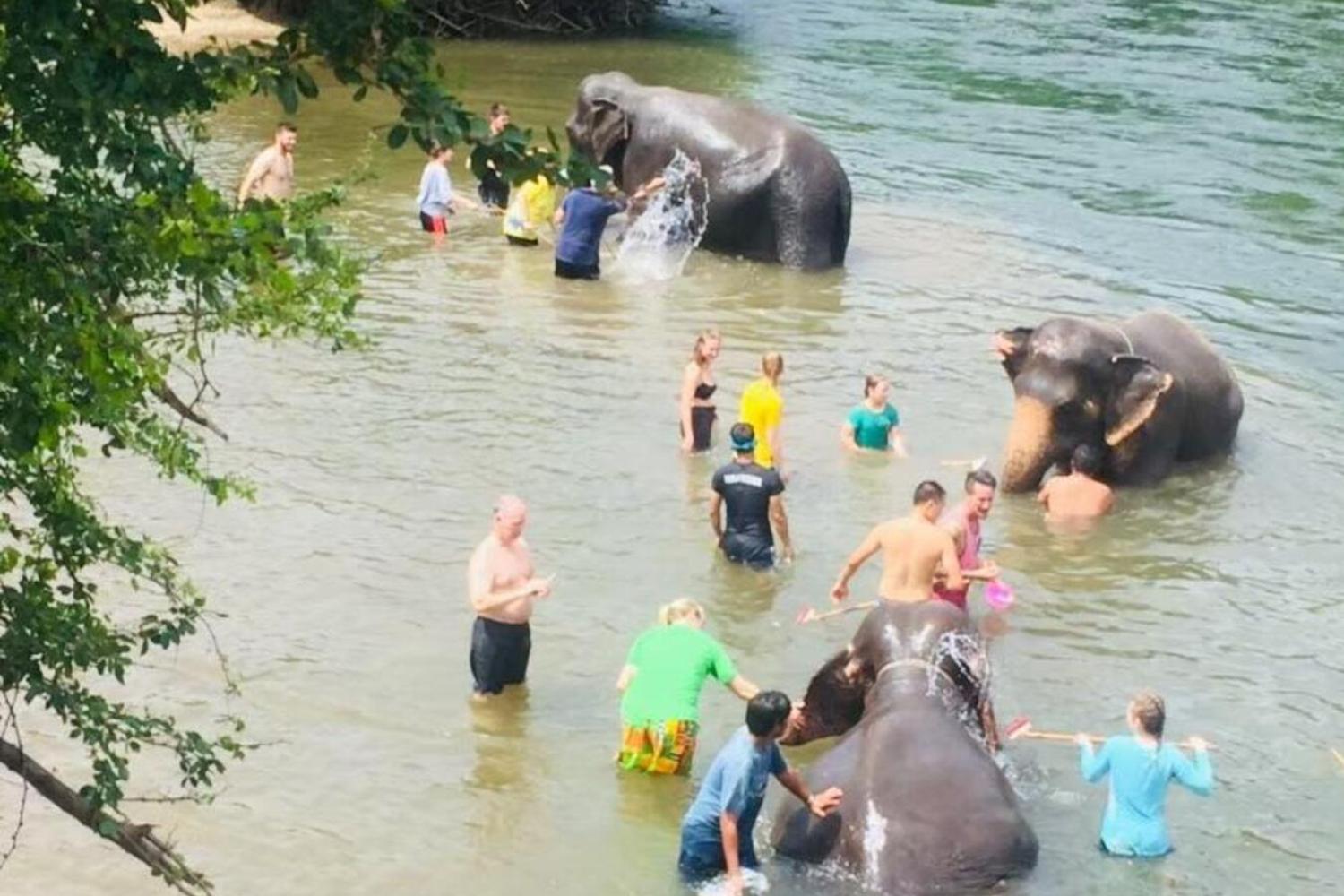 Elefantes en Kanchanaburi desde Bangkok - Imagen 3