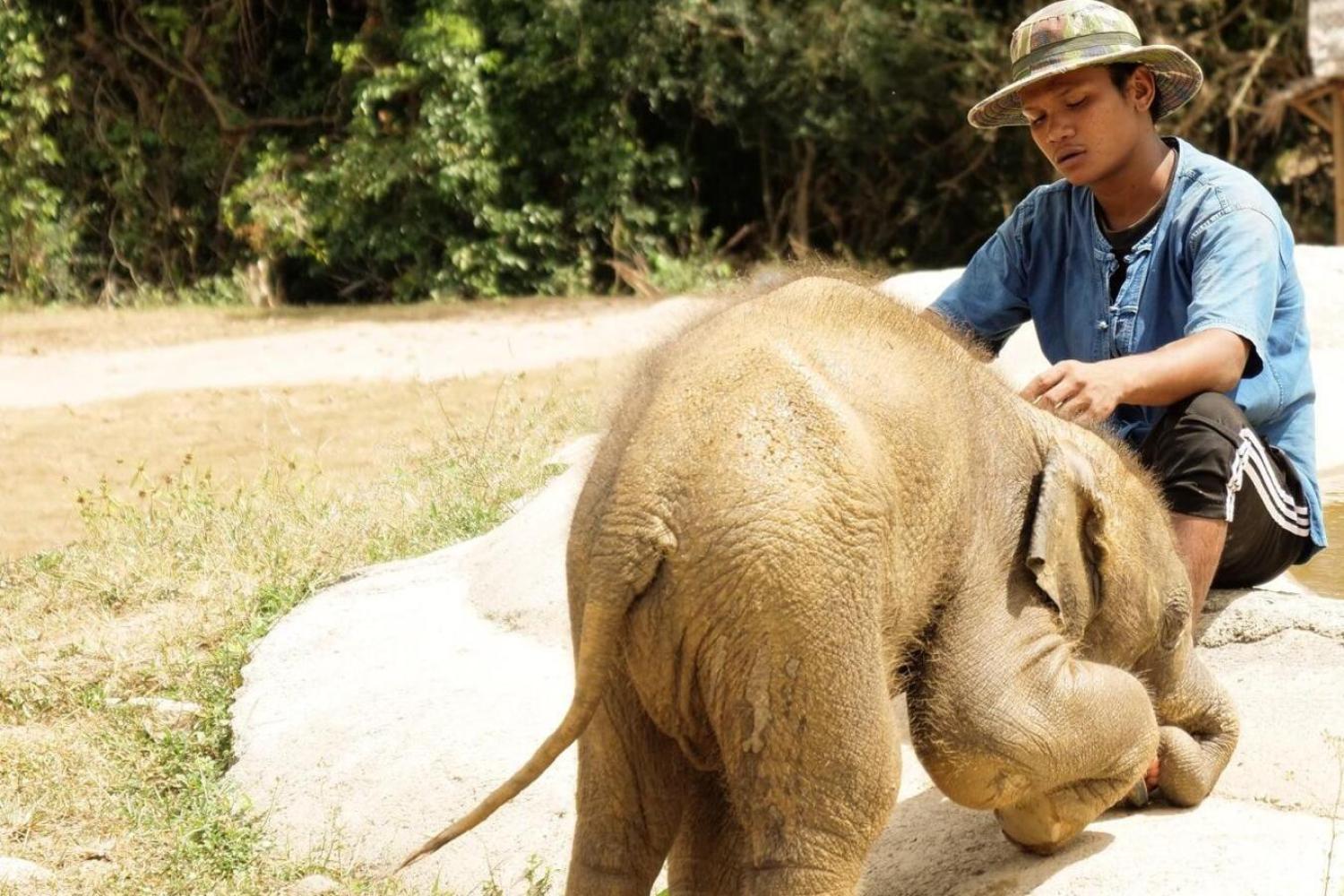 Ethic Elephant Sanctuary - Imagen 2