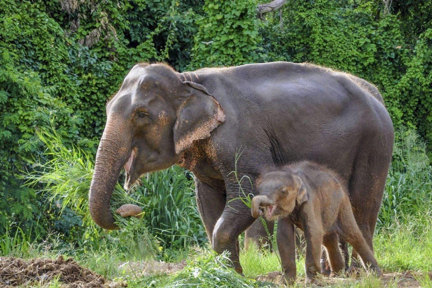 Ethic Elephant Sanctuary - Imagen 3