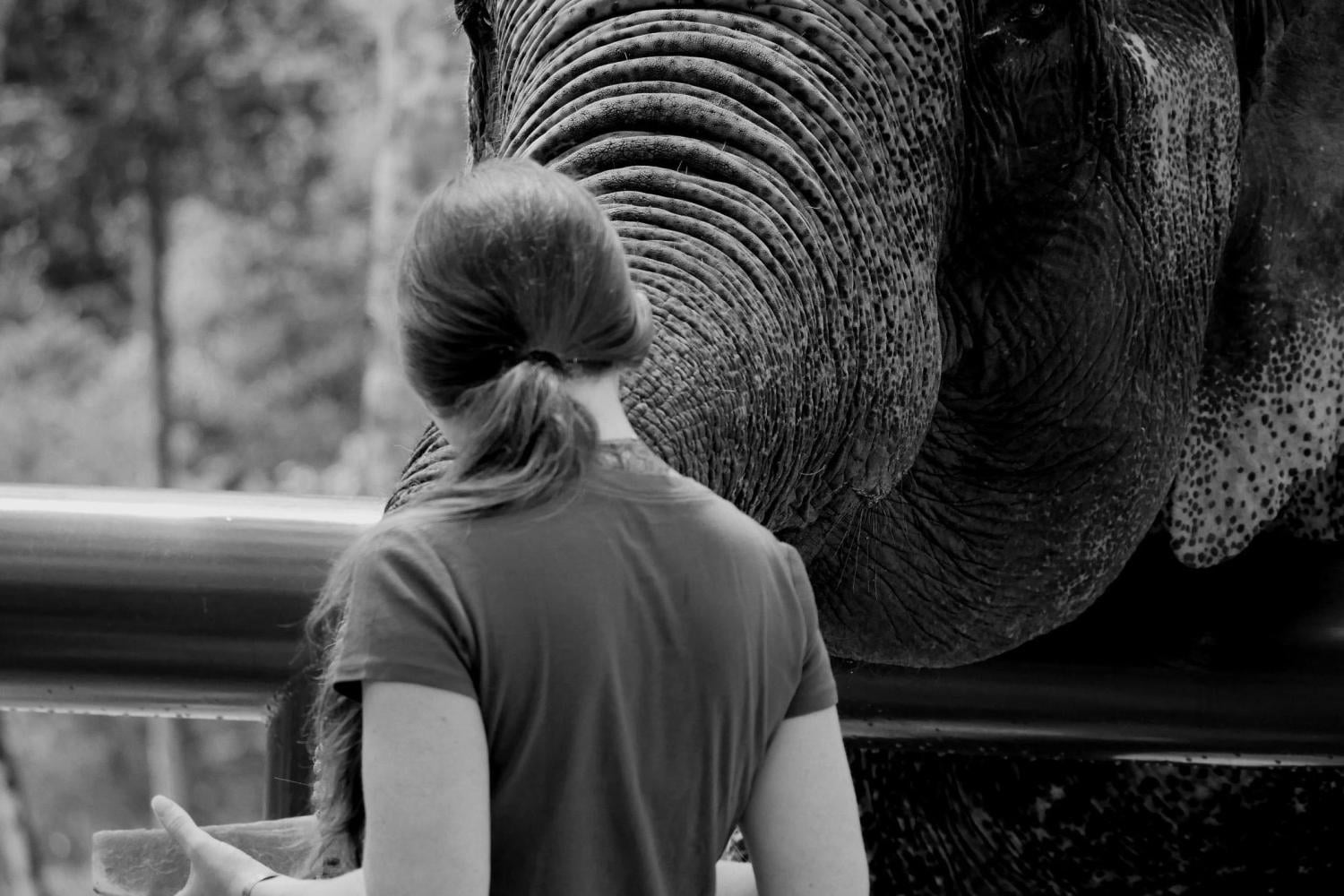 Santuario de elefantes: voluntariado - Imagen 4