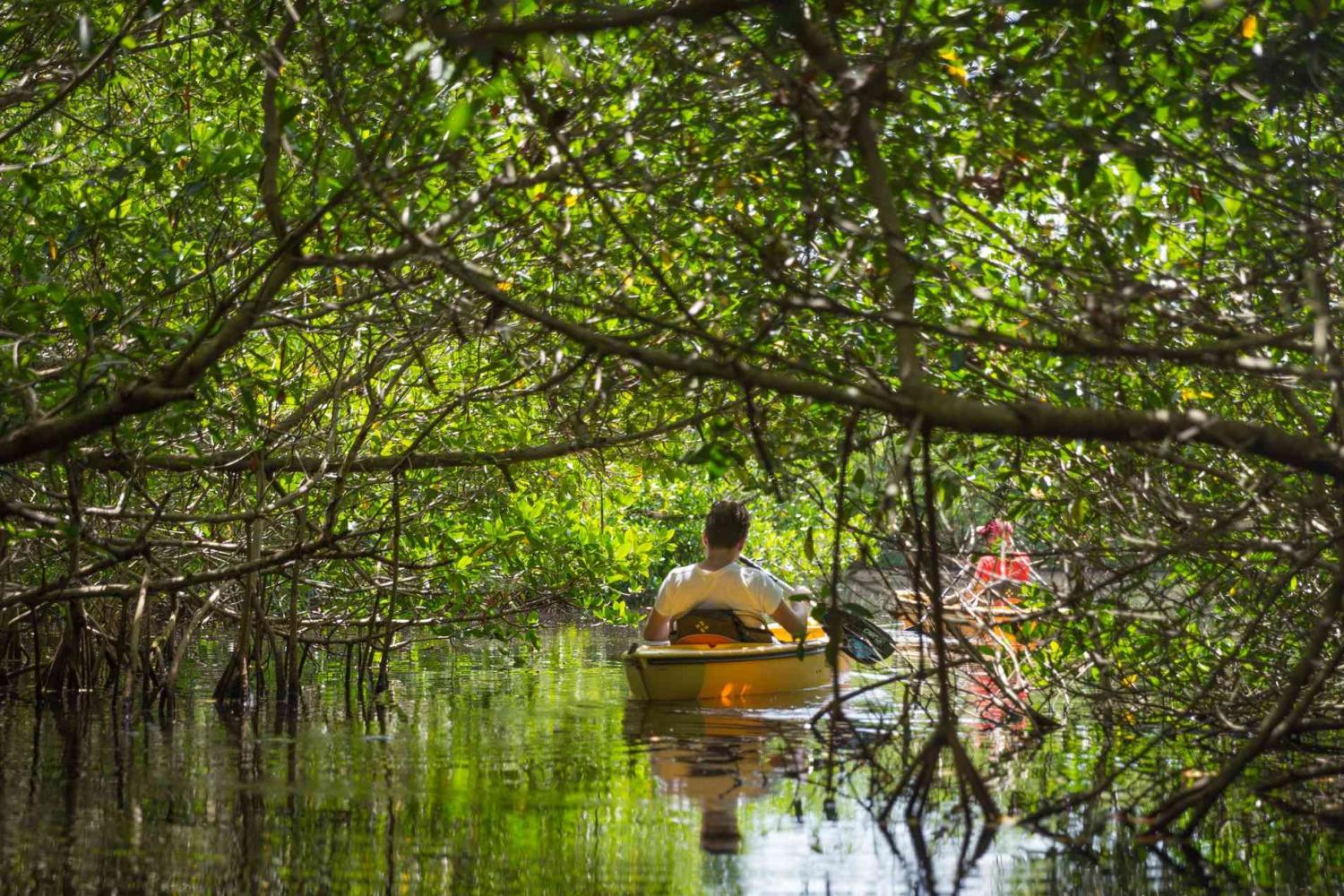 Kayak en el bosque para Thor - Imagen 2