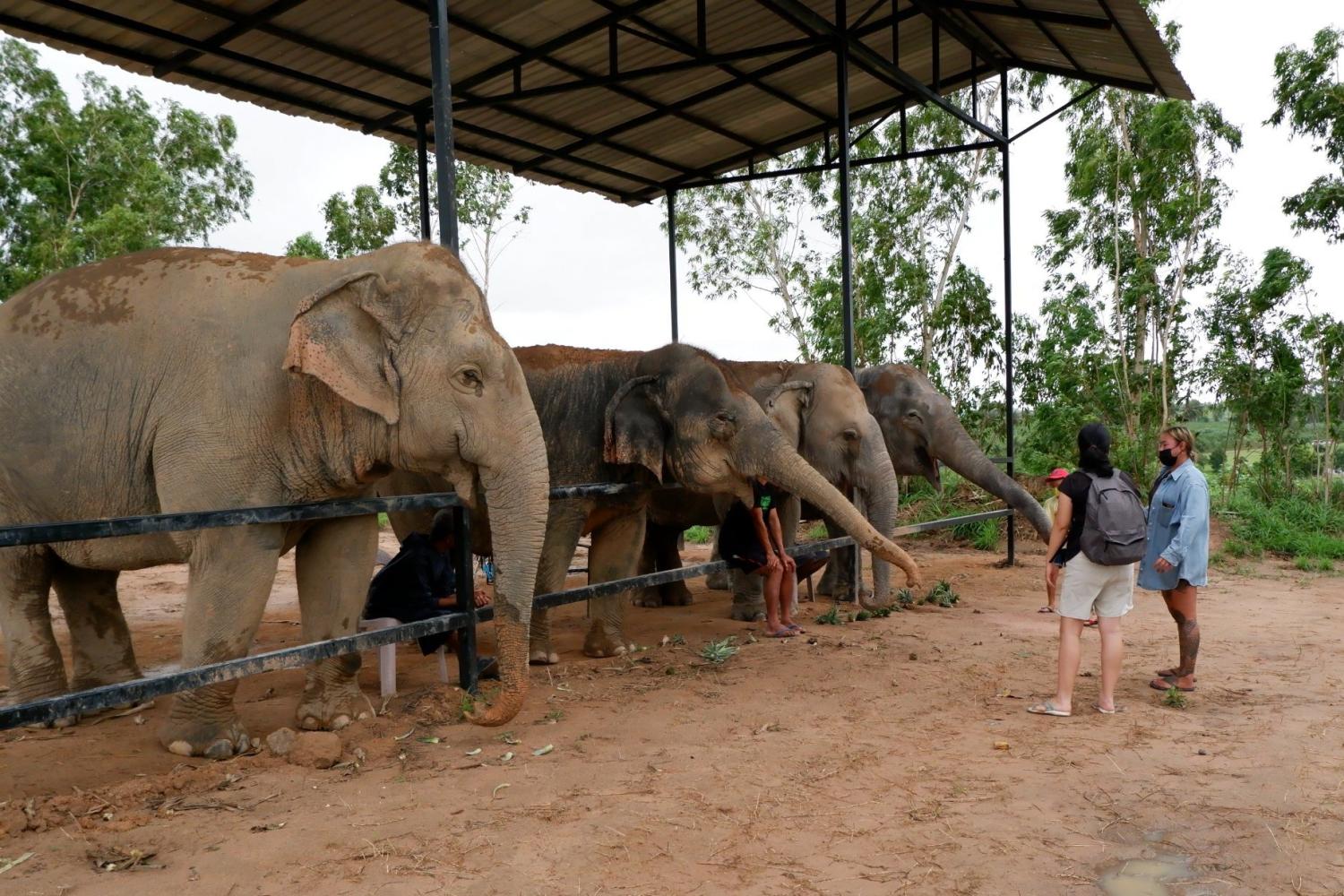 Santuário de elefantes de Pattaya - Imagen 2