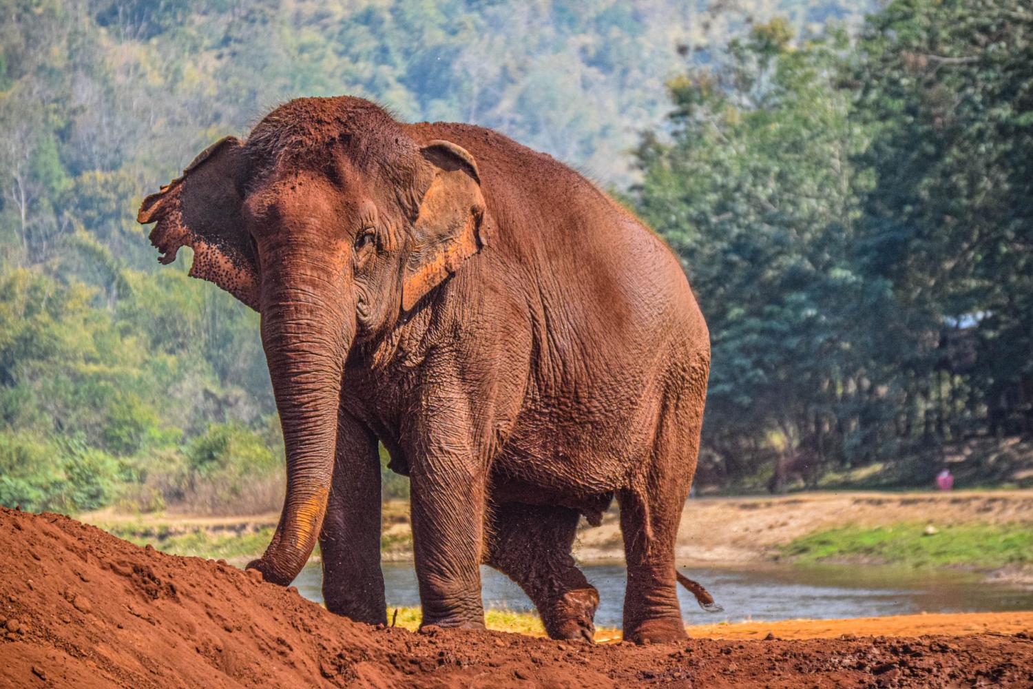Elephant Jungle Sanctuary: medio día - Imagen 2
