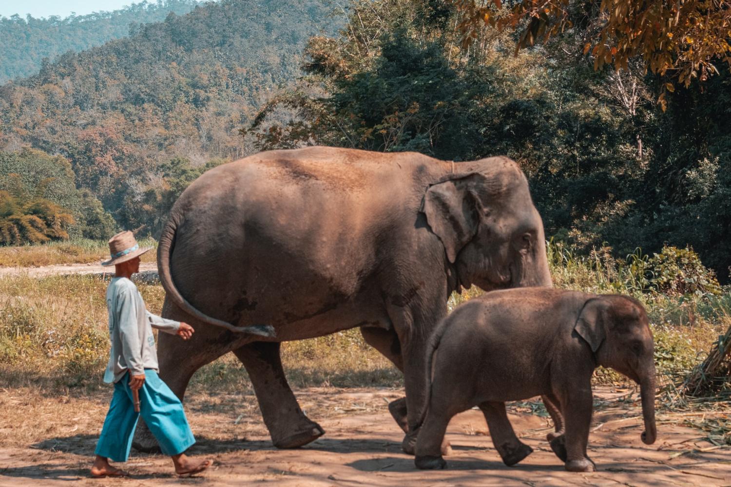 Elephant Jungle Sanctuary: medio día - Imagen 3