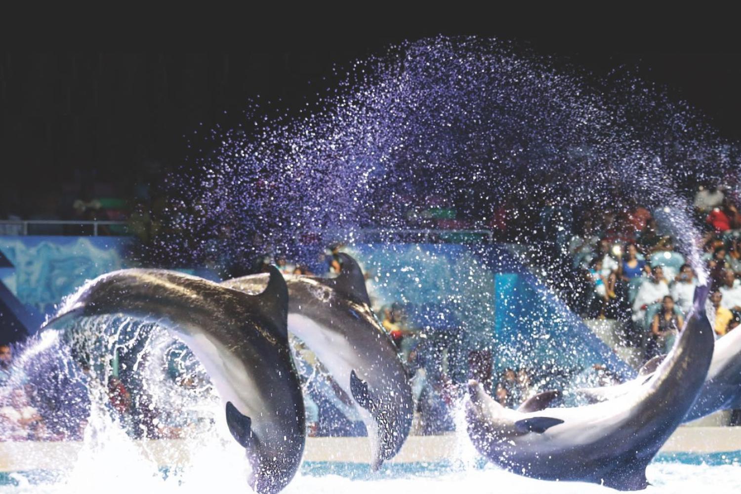 Show de golfinhos e focas em Dubai - Imagen 2