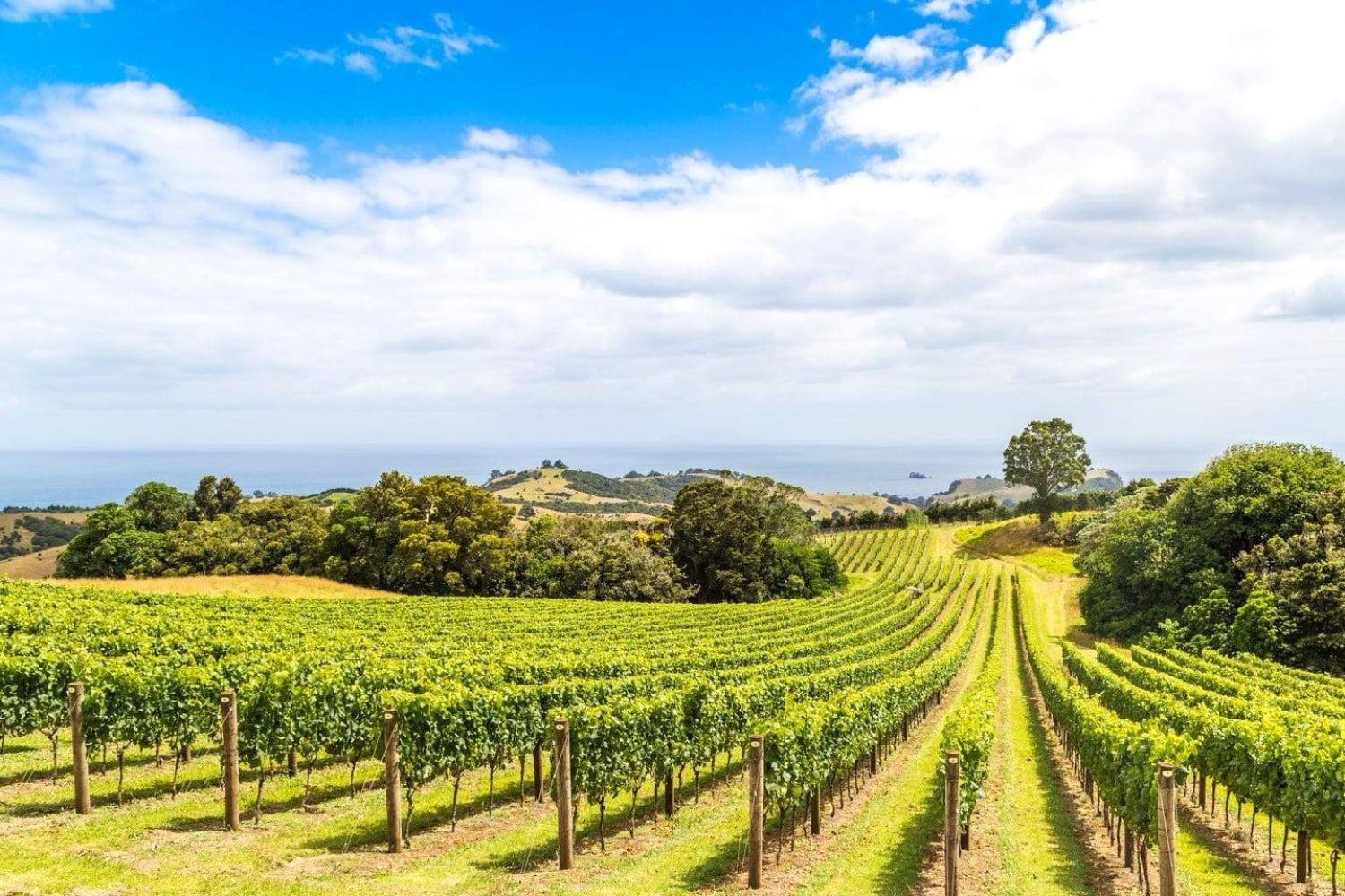Isla Waiheke - Esencia del vino Waiheke - Imagen 3