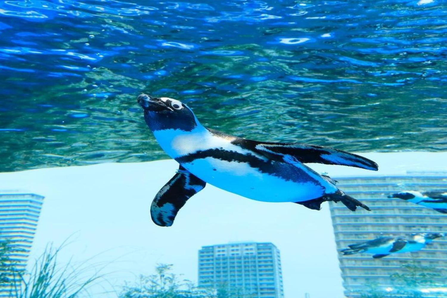 Sunshine Aquarium - Imagen 3