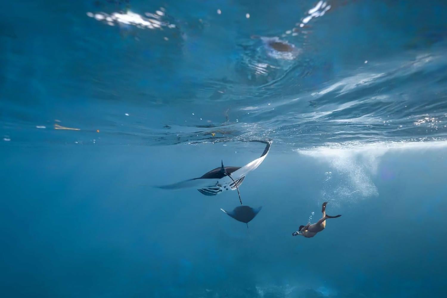 Snorkel con mantarrayas en Nusa Penida - Imagen 2