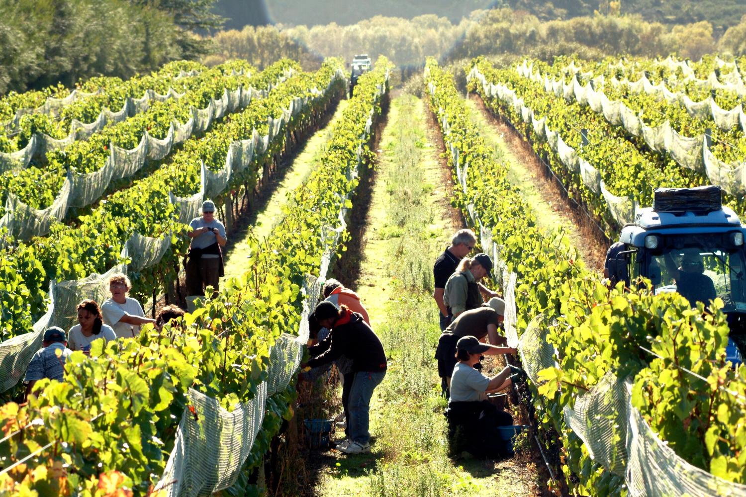 Vinícolas de Martinborough em um dia - Imagen 2