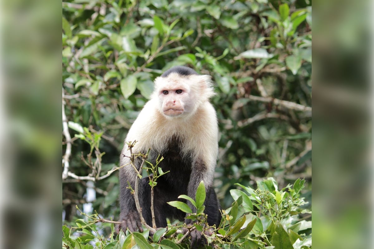 Isla de los Monos Tour - Imagen 3