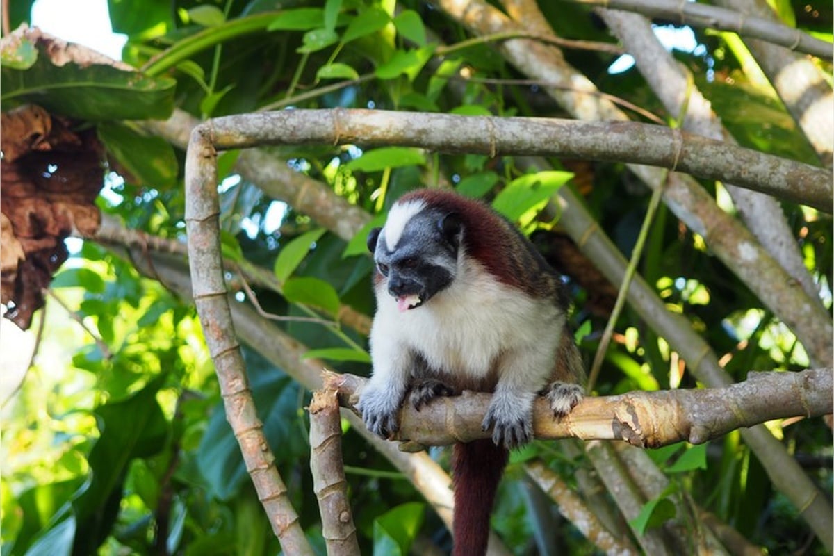 Isla de los Monos Tour - Imagen 4
