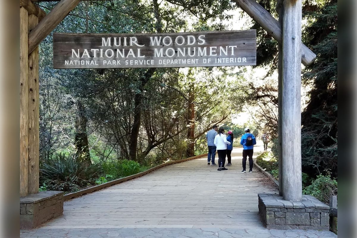 Muir Woods y Sausalito: medio día - Imagen 2
