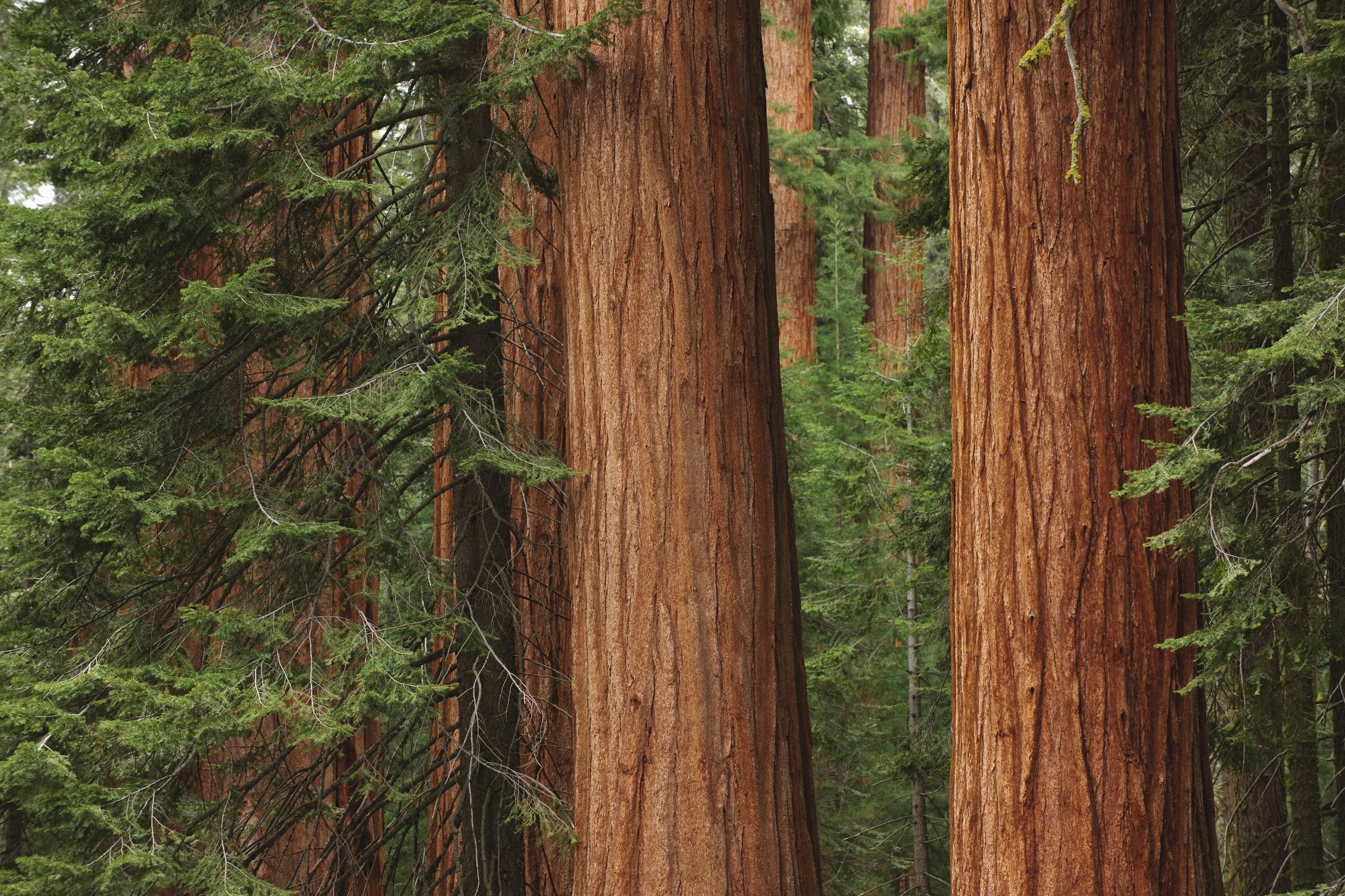Muir Woods y Sausalito con Isla de Alcatraz - Imagen 4