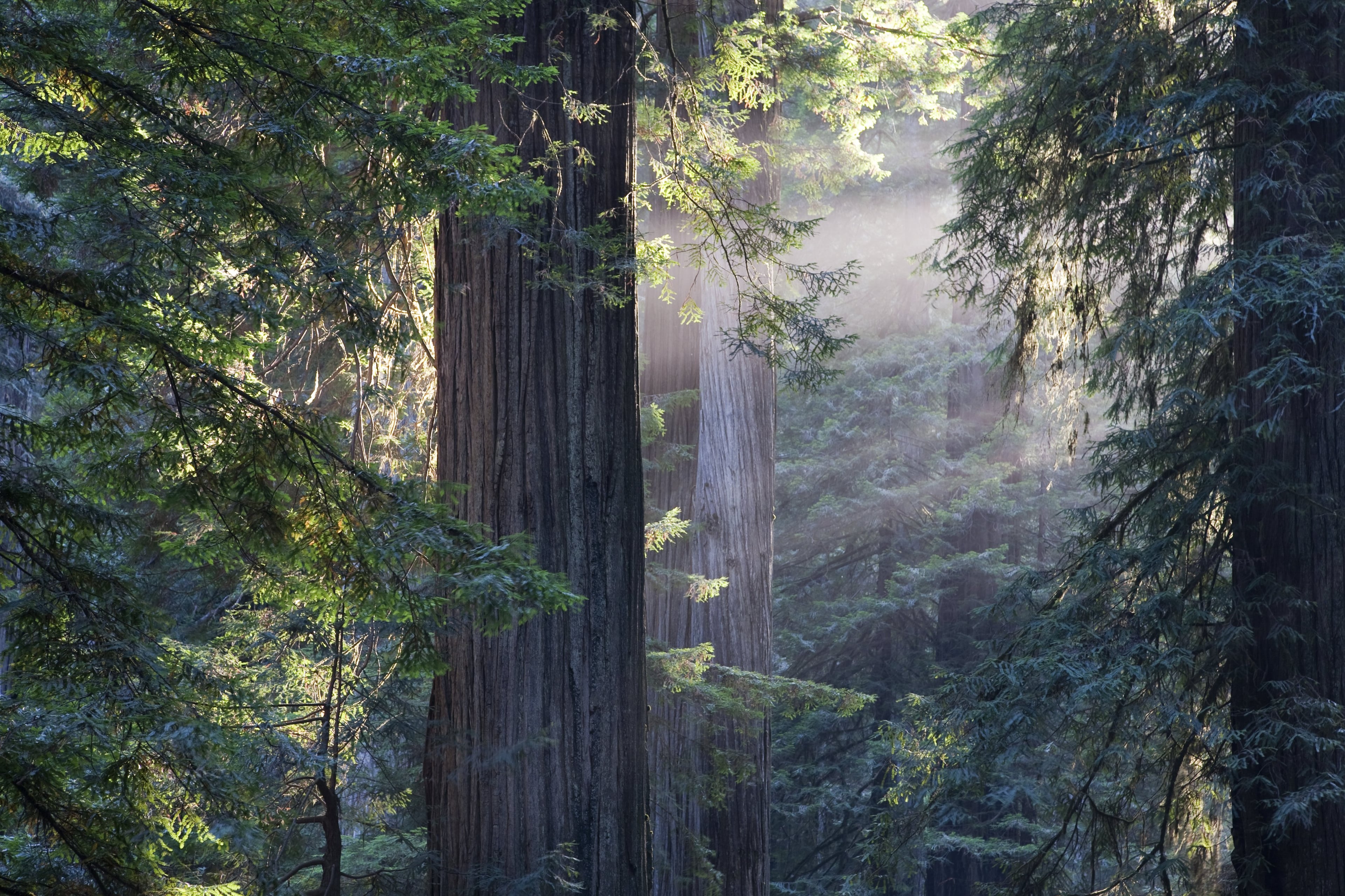 Muir Woods y Sausalito con crucero - Imagen 3