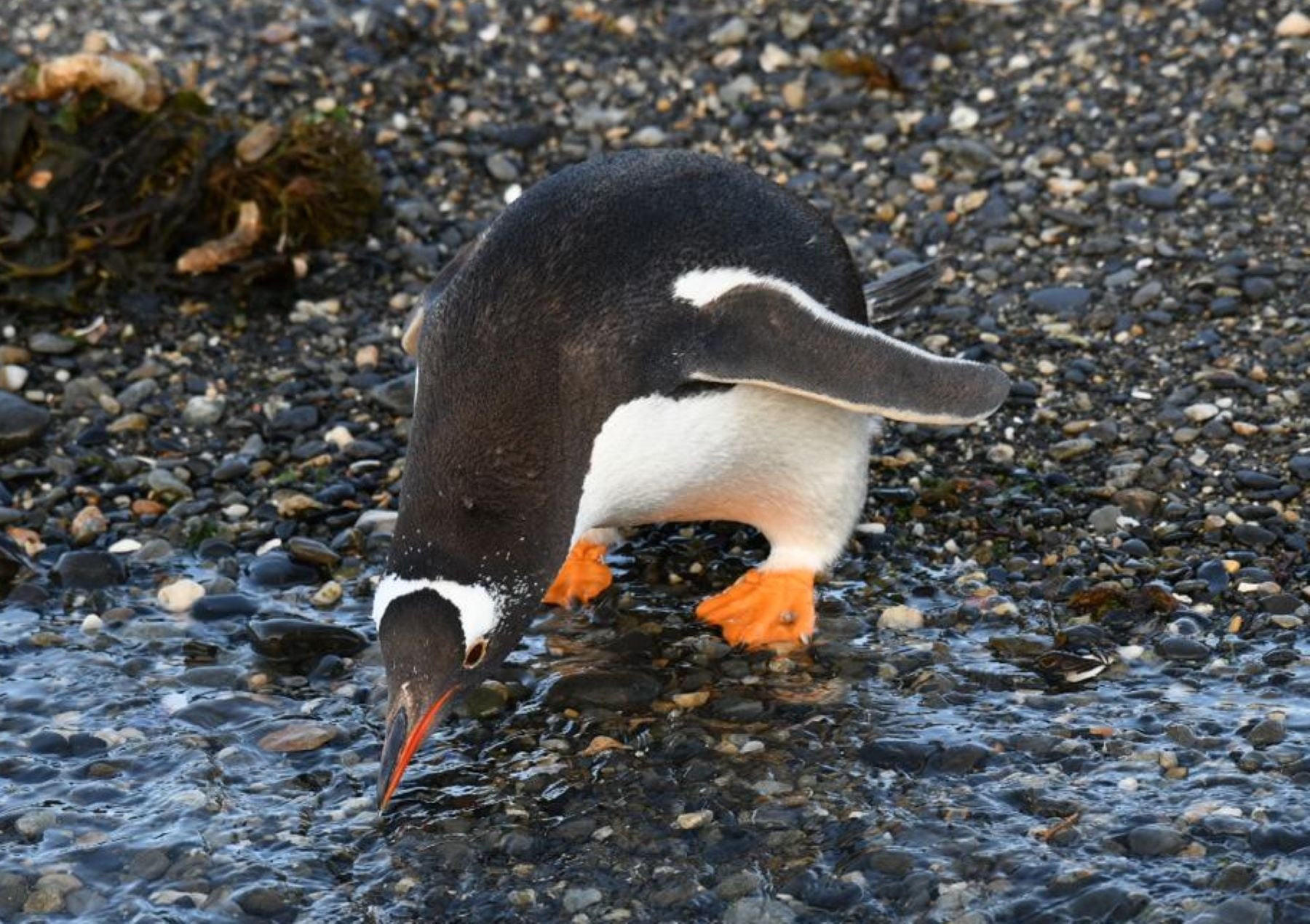 Navegación Canal de Beagle y pingüinera - Imagen 2