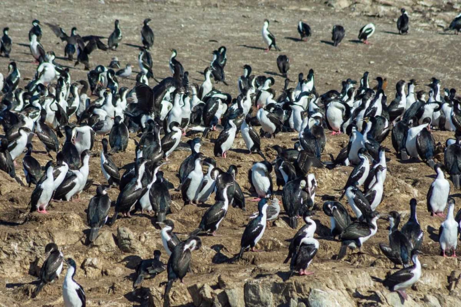 Navegación Canal de Beagle y pingüinera - Imagen 3