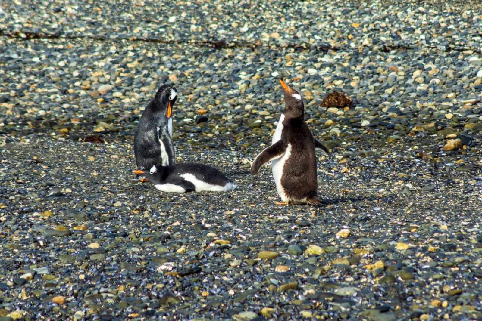 Navegación Canal de Beagle y pingüinera - Imagen 4