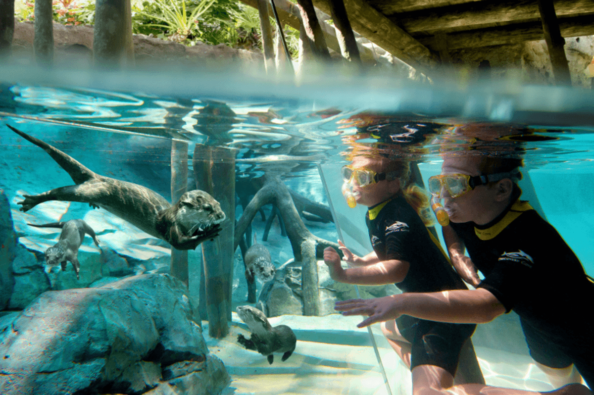 Discovery Cove - Día de Resort - Imagen 3