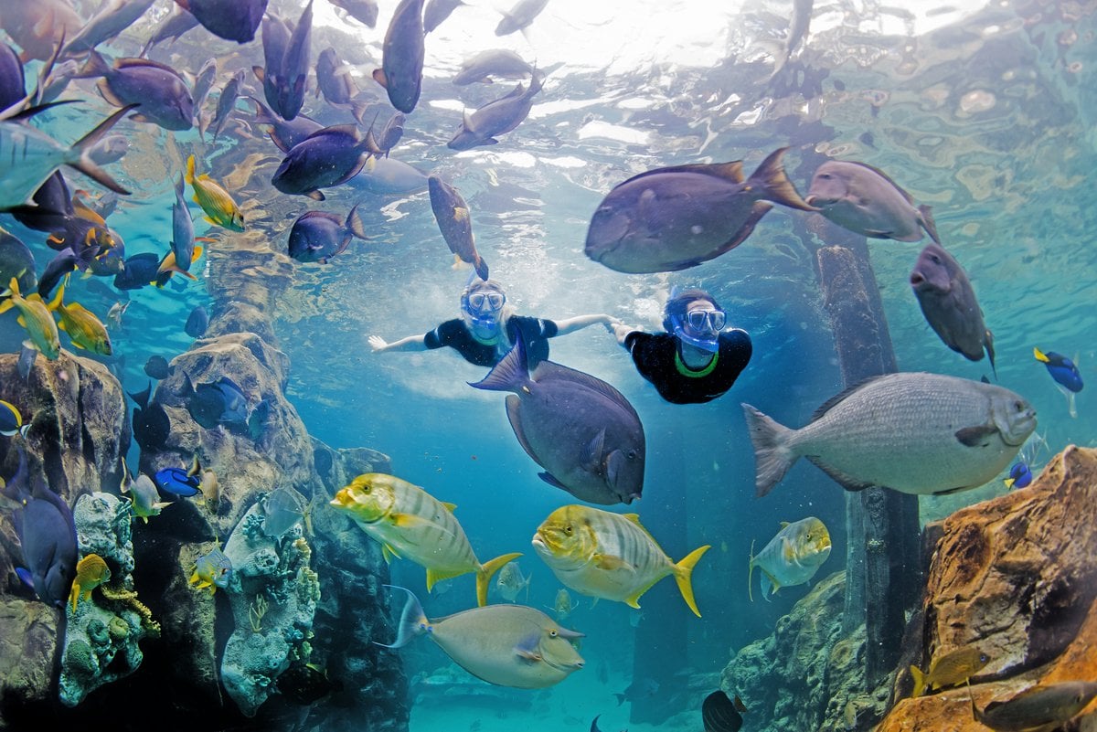 Discovery Cove Orlando Day Resort Package - Imagen 3