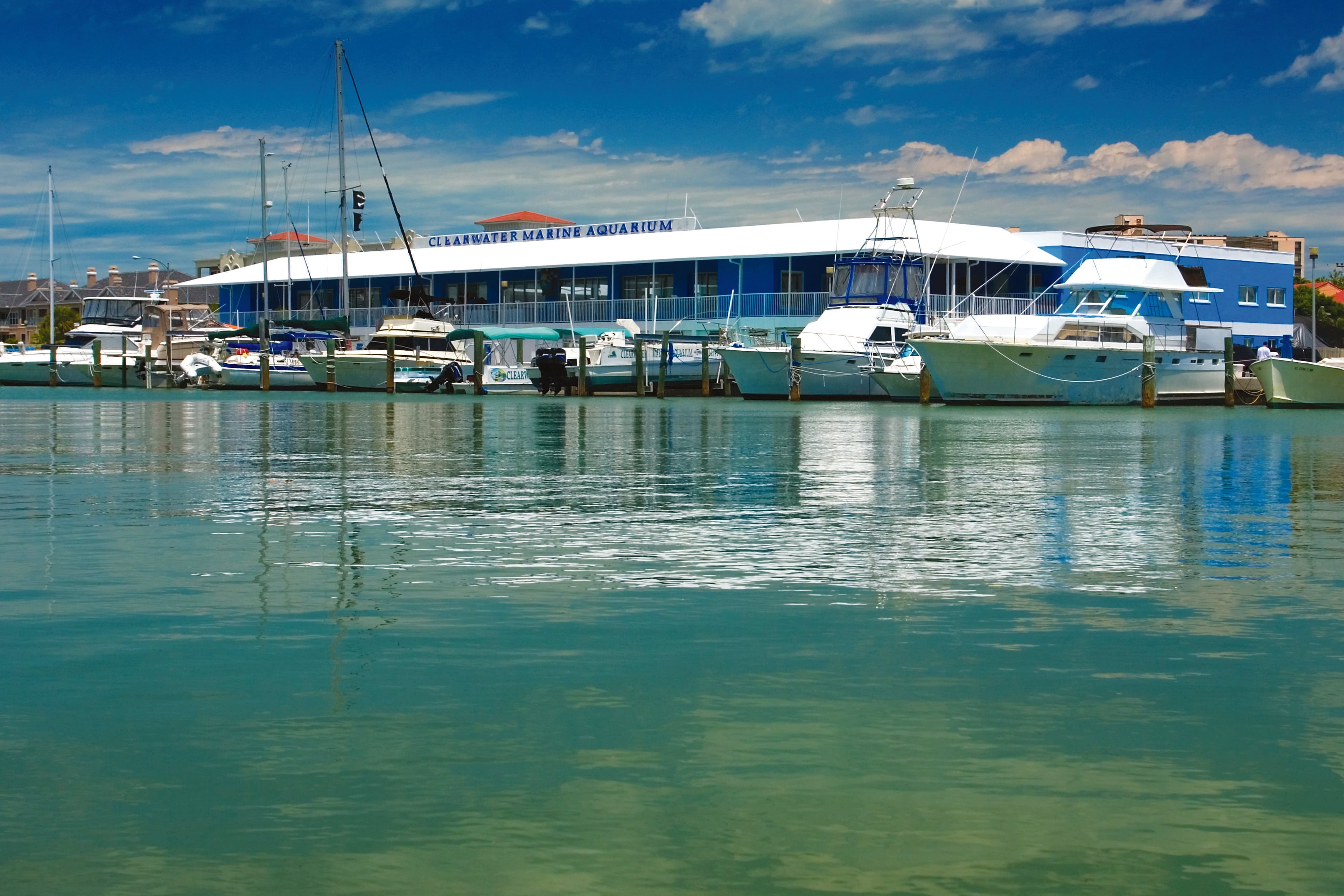 Clearwater Marine Aquarium Admission - Imagen 3