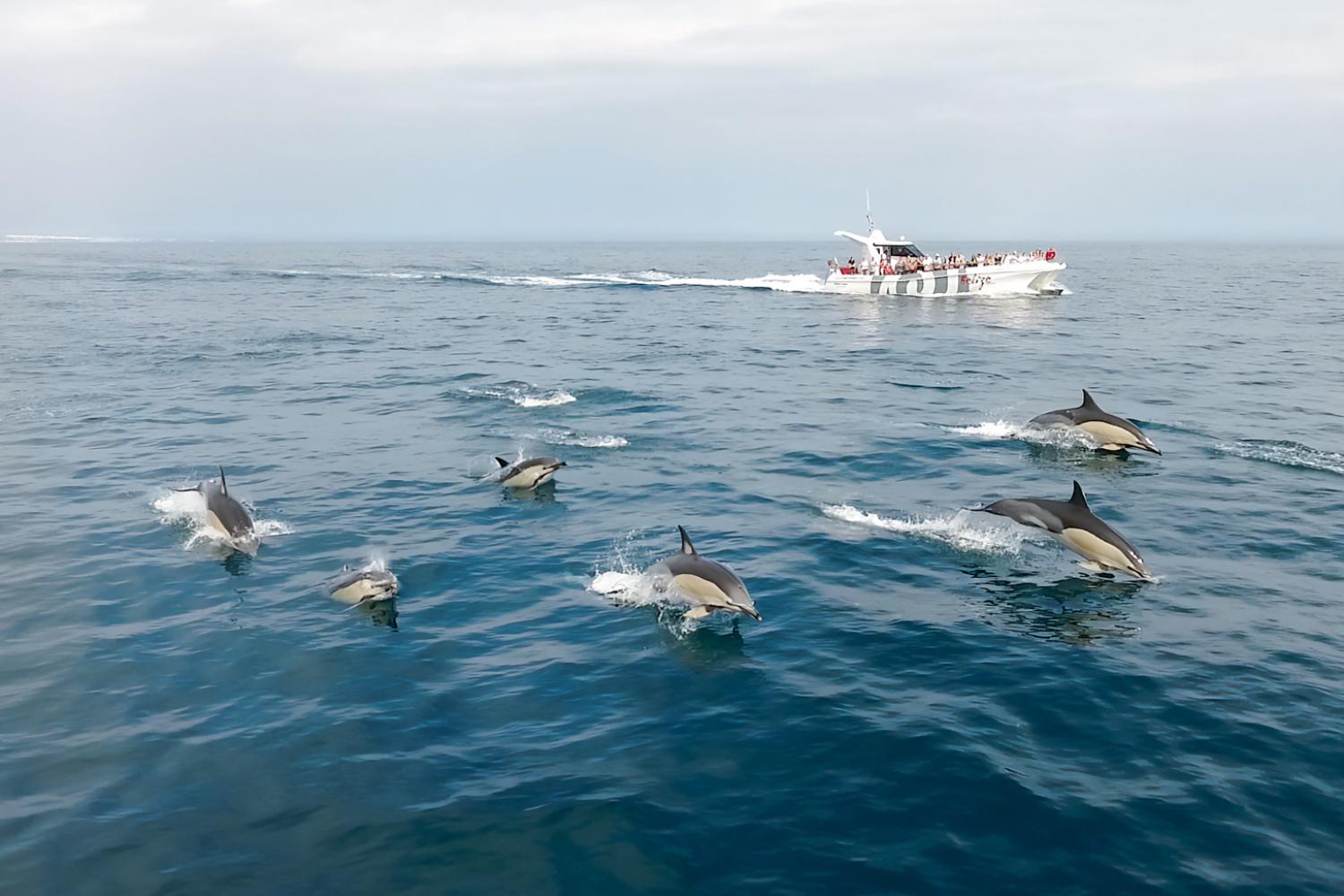 Dolphins & Benagil Catamaran Cruise - Imagen 3