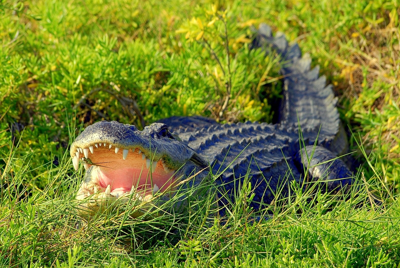Everglades de Florida Central y Safari Park - Imagen 4
