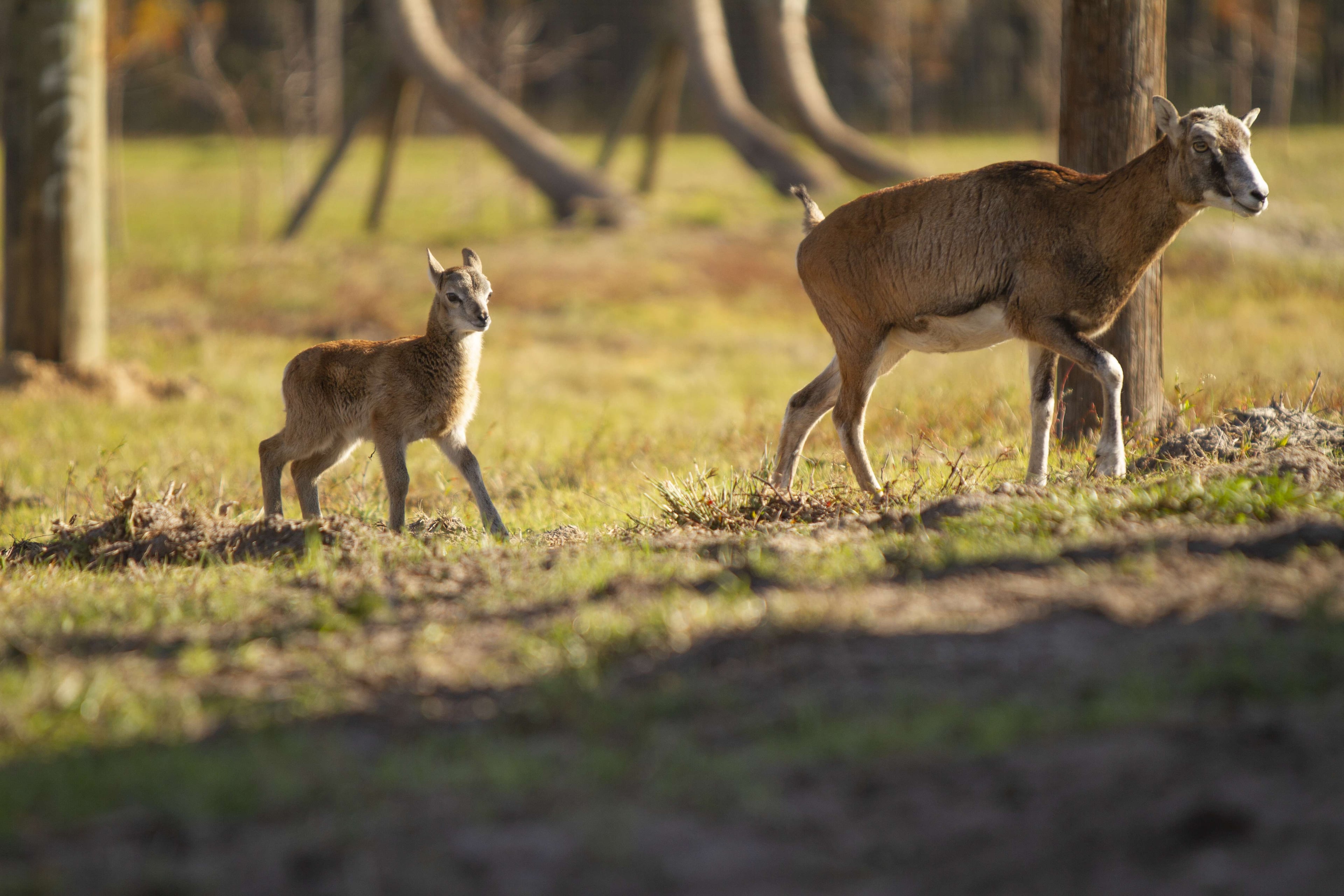 Everglades de Florida Central y Safari Park - Imagen 3