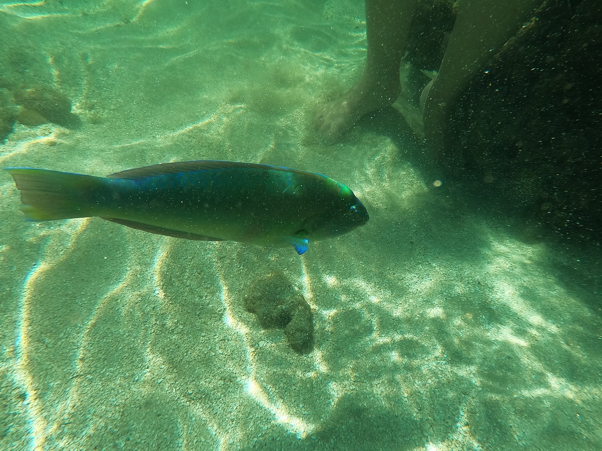 Excursion a la playa de Maragogi - Imagen 3