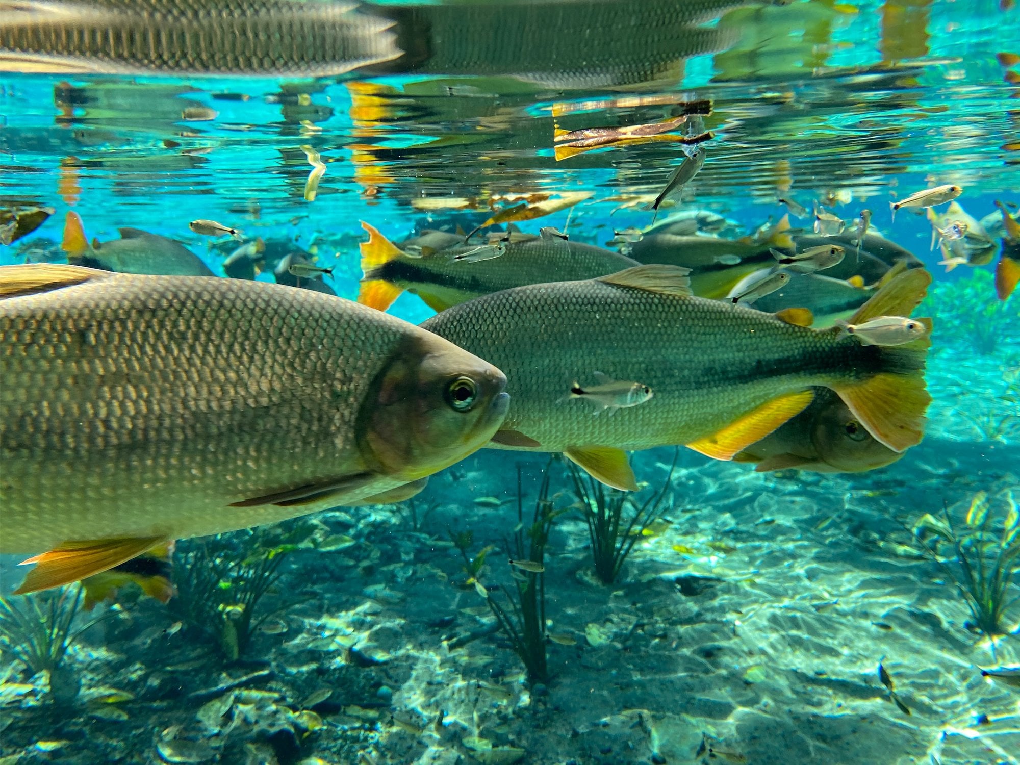 Flotante - Acuario Natural - Imagen 4