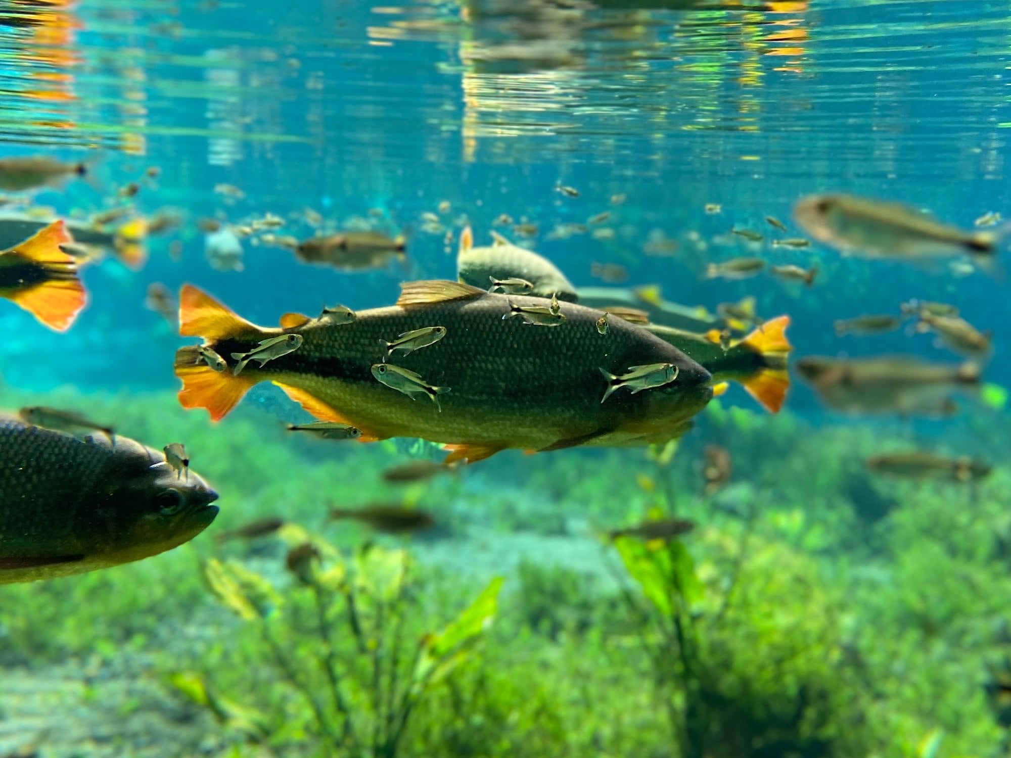 Flotante - Acuario Natural - Imagen 3