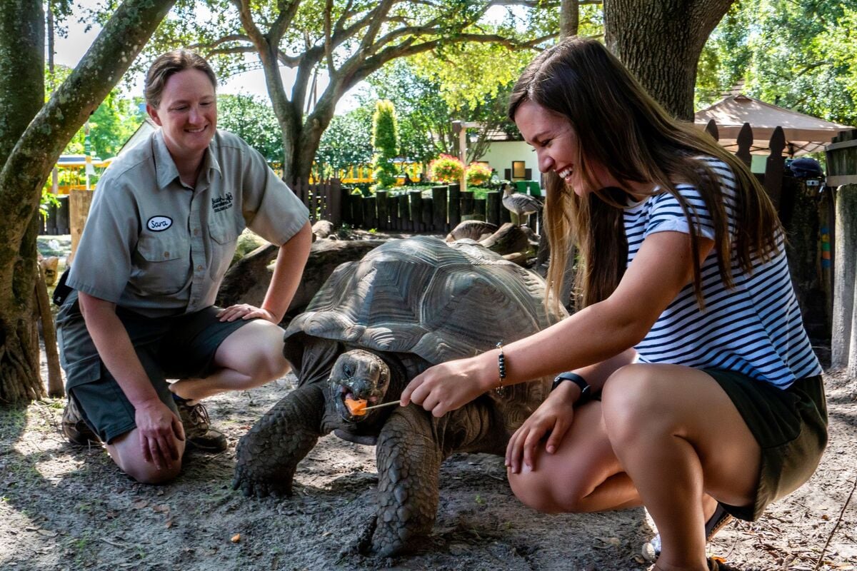 Busch Gardens Tampa: entradas - Imagen 3