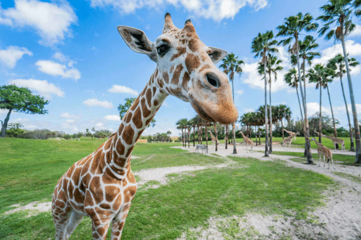 Busch Gardens Tampa: entradas - Imagen 4