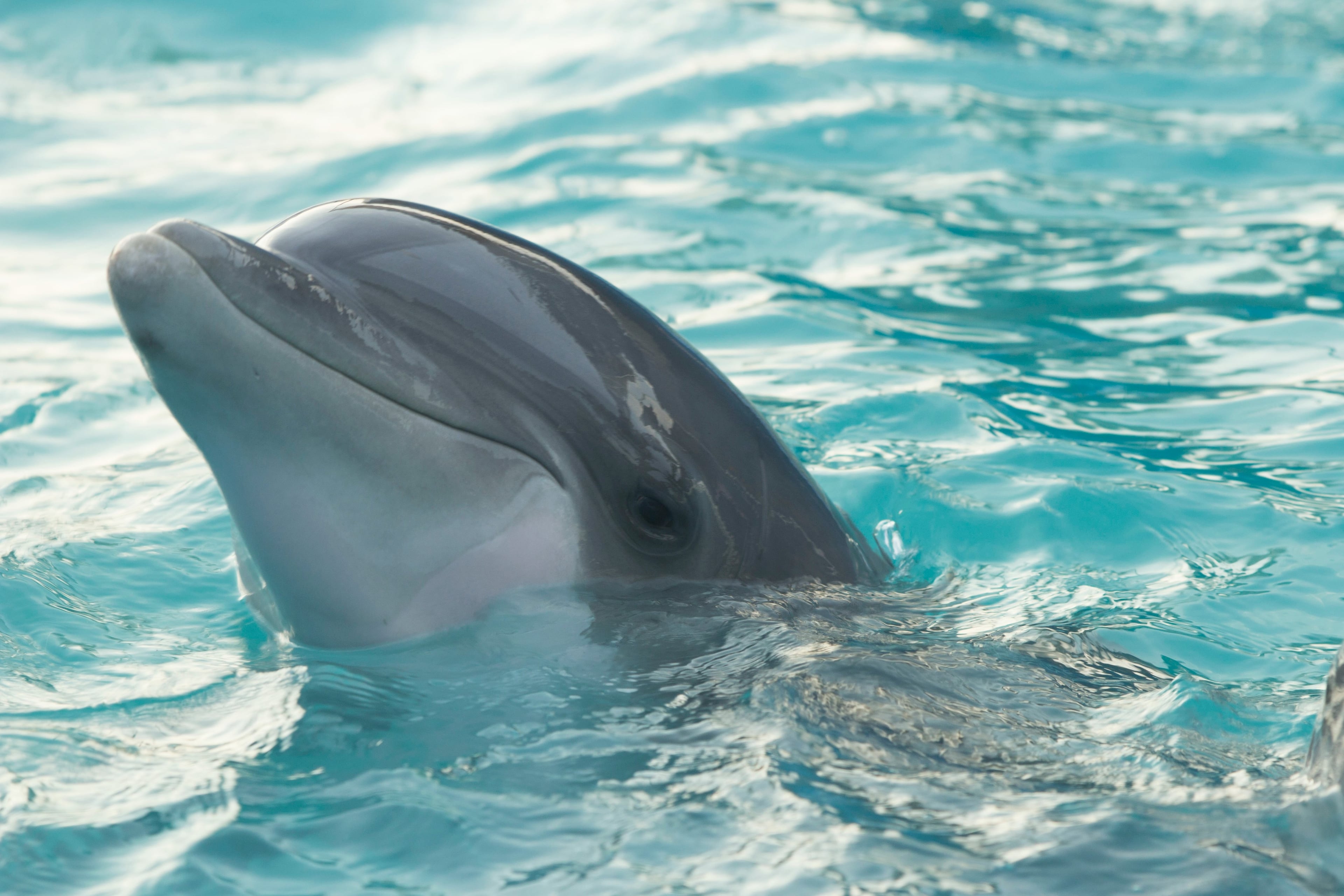Dolphin encounter in Isla Mujeres - Imagen 2