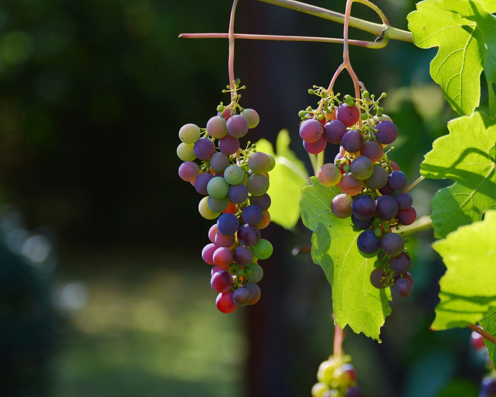 Uco Valley: Wine, Culture and History - Imagen 2