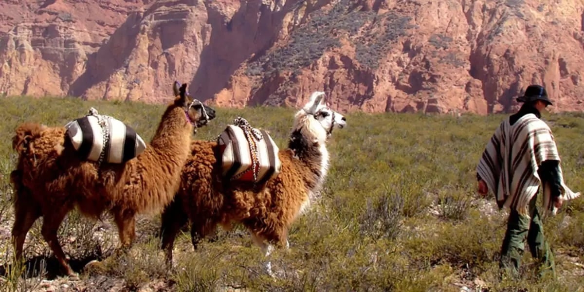 Caminhada com Lhamas de Purmamarca - Imagen 3
