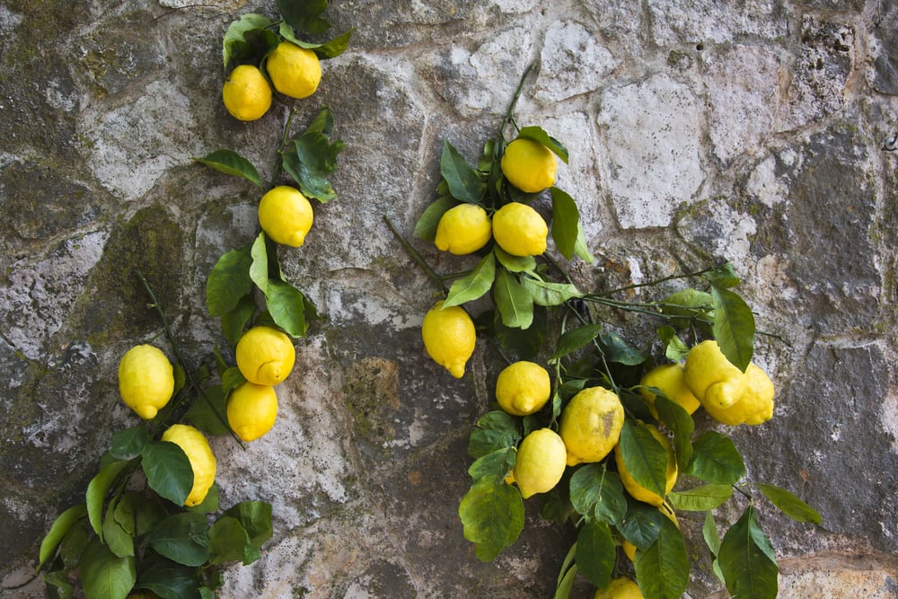 Pompeii and Positano Day Trip from Rome - Imagen 2