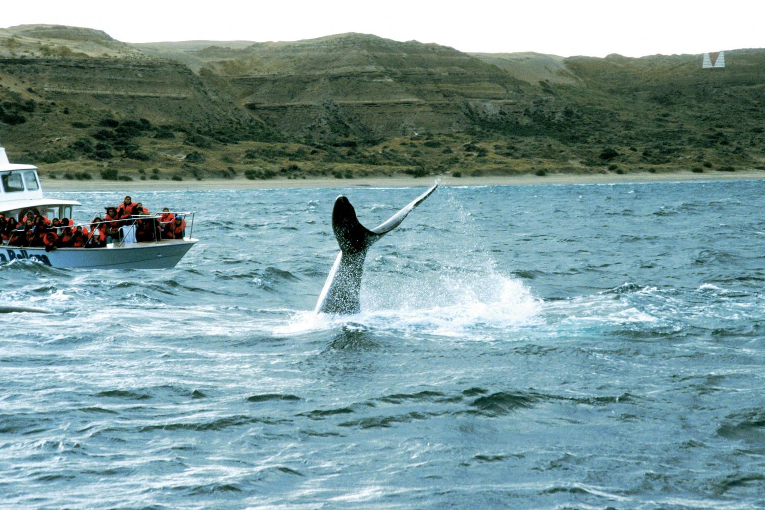 Puerto Madryn: Peninsula Valdes Classic - Imagen 2