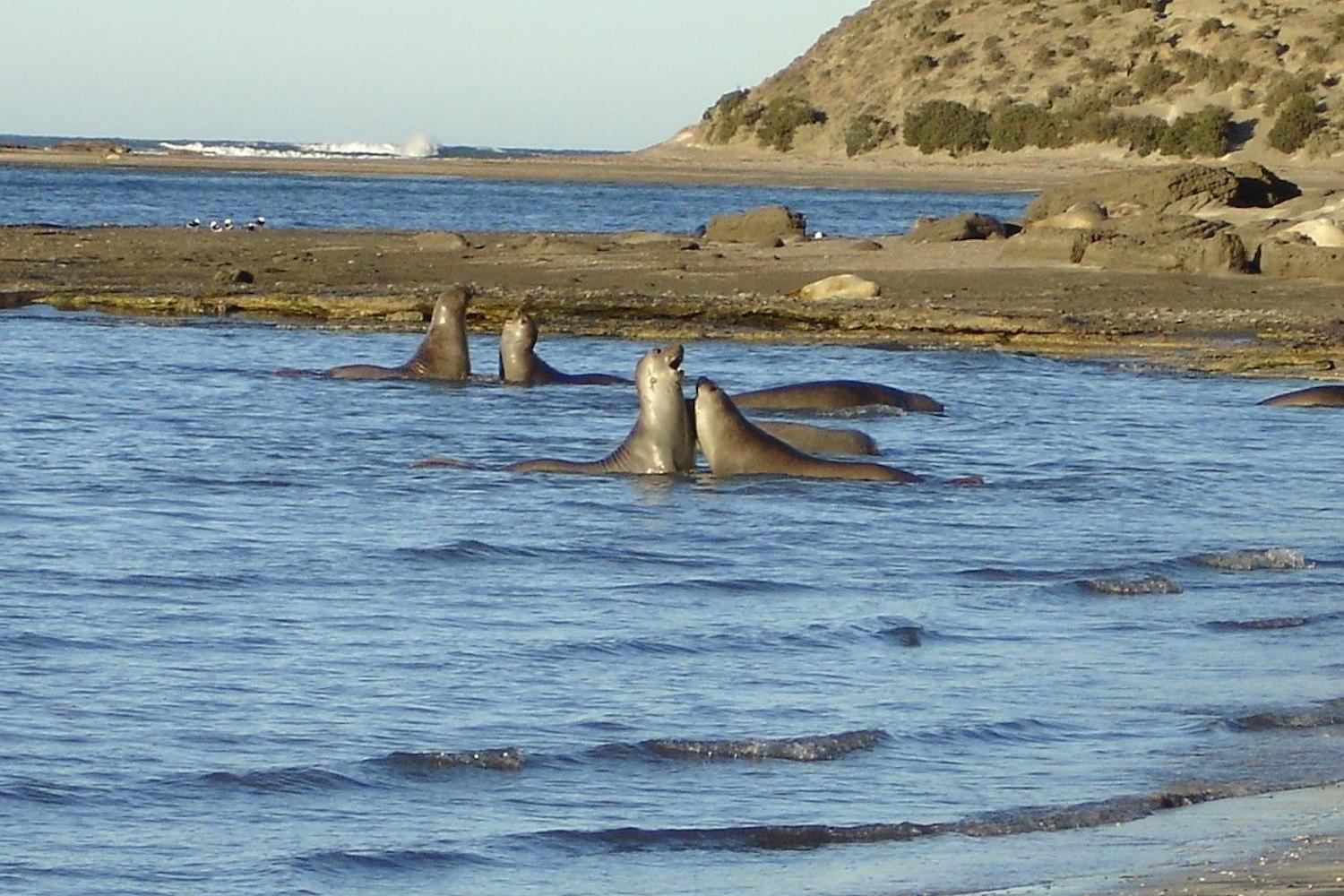 Puerto Madryn: Peninsula Valdes Classic - Imagen 3