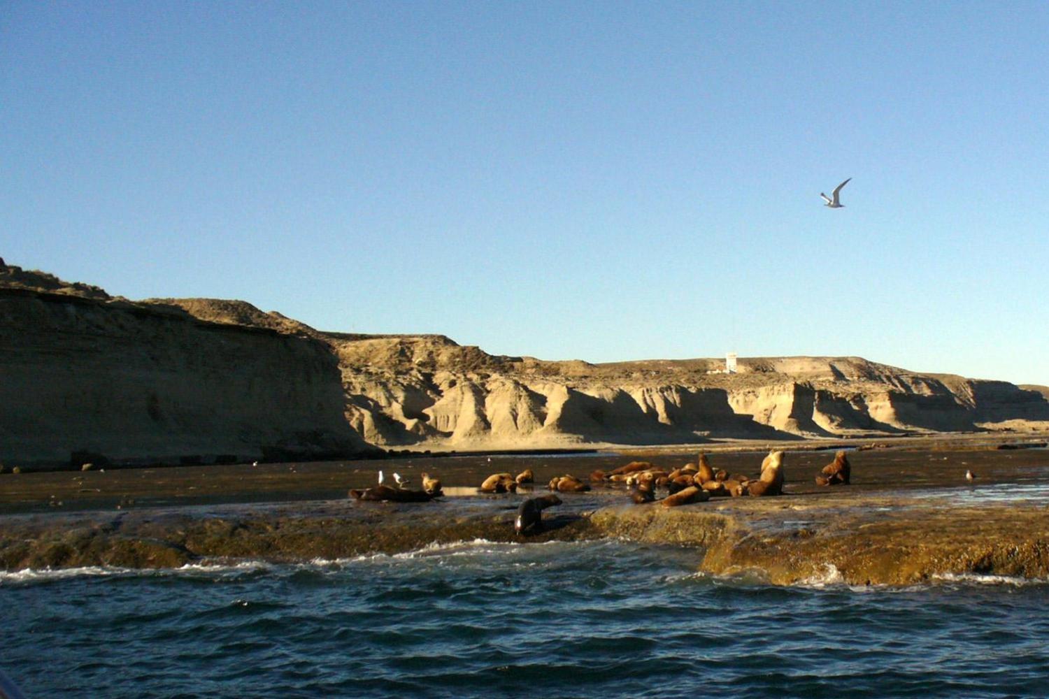 Puerto Madryn: Peninsula Valdes Classic - Imagen 4
