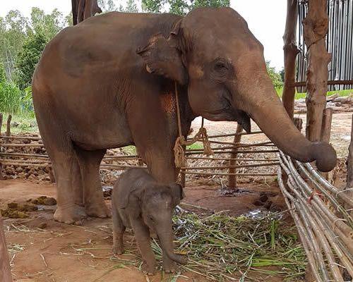 Elephant Jungle Sanctuary: medio día - Imagen 4