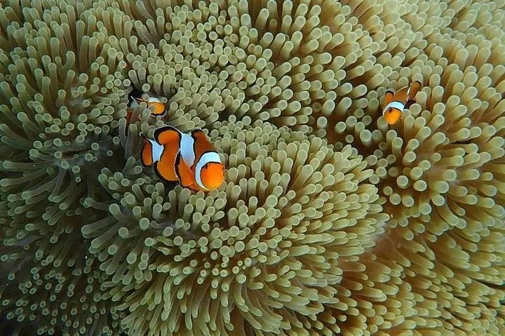 Isla Similan en lancha rápida Love Andaman - Imagen 4