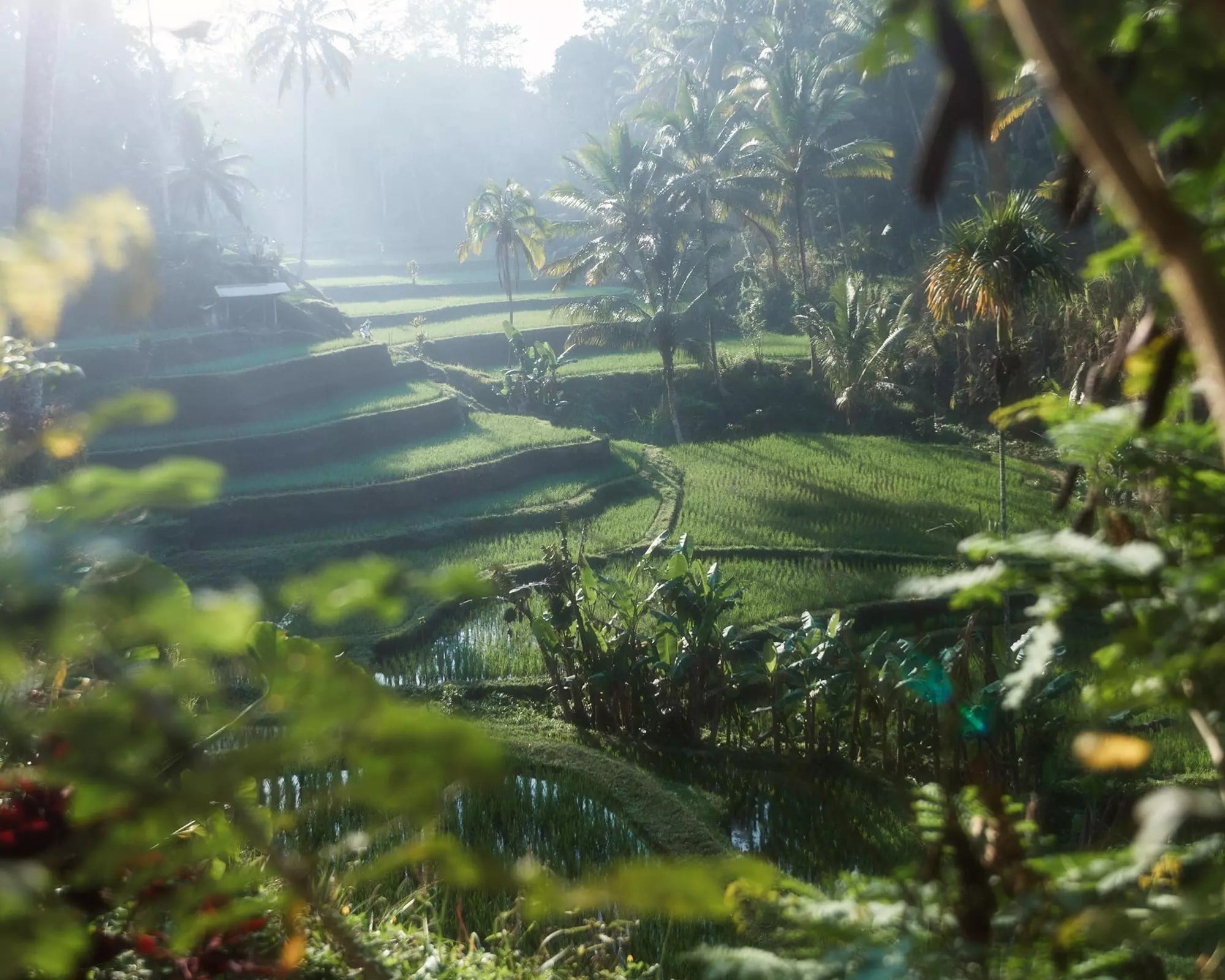 Bali Free and Easy Half Day - Imagen 2
