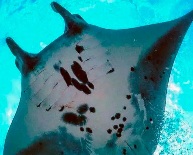 Snorkel con mantarrayas en Nusa Penida - Imagen 3